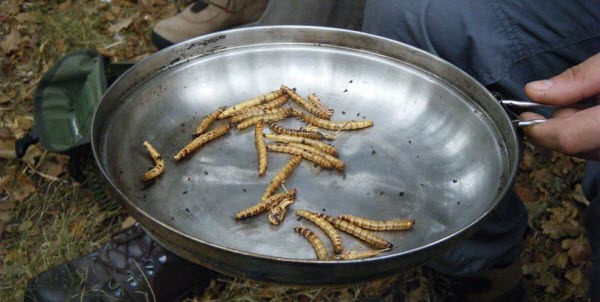 castaway_mealworms